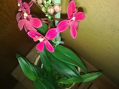 ..Epidendrum...JPG