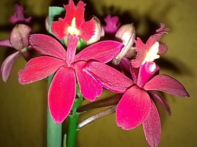 ..Epidendrum..JPG