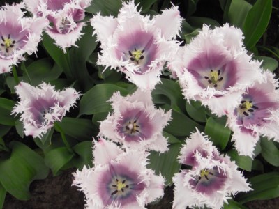 gefranste Tulpe.jpg