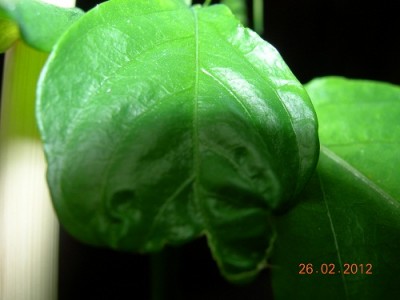 P. alata 3.jpg