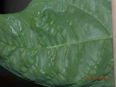 P. alata 2.jpg