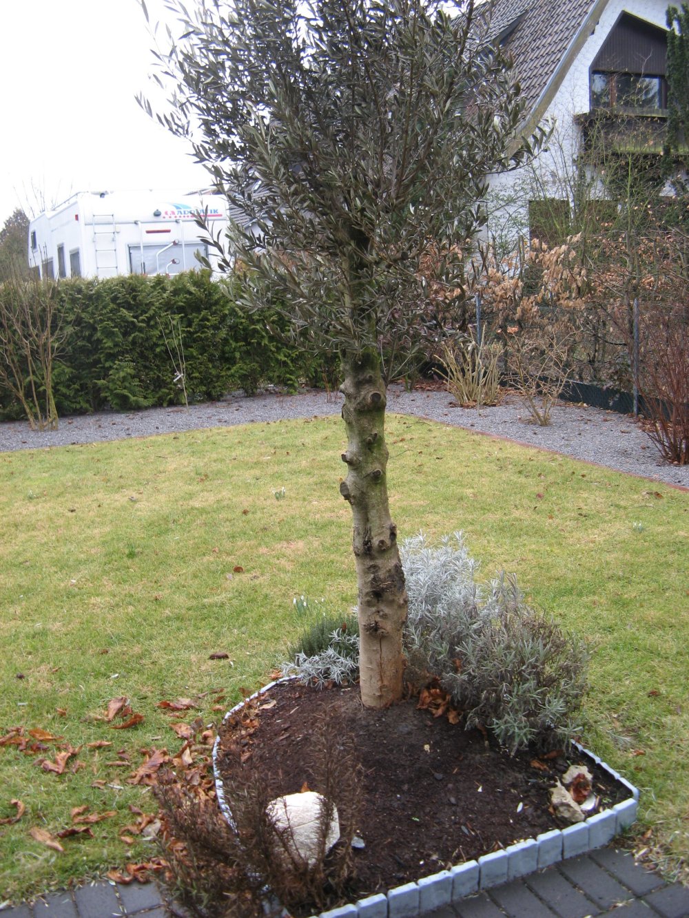 thuja occidentalis 'teddy Thuja occidentalis 'Teddy' 9cm