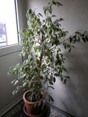 P8251420.JPG