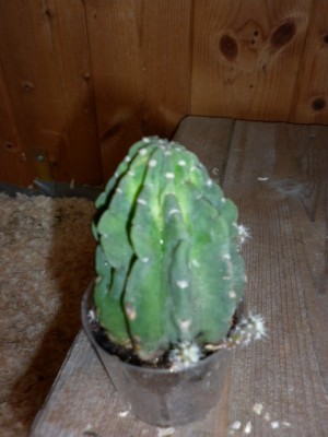 pflanzen 004.JPG