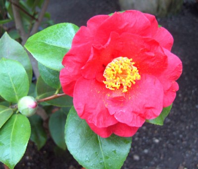 Camellia japonica Dr Burnside.jpg