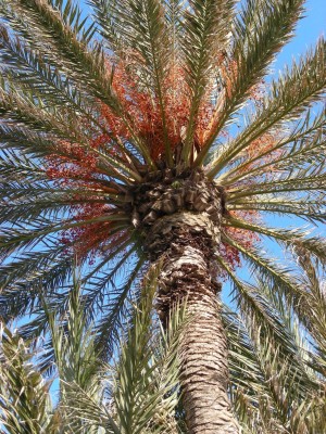 Cote d'Azur Feb12 091c.jpg