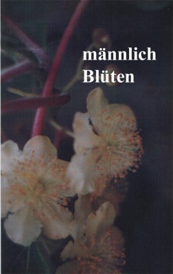 kiwi blüten männlich.jpg