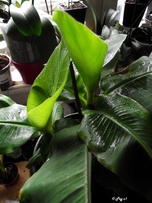 Musa 4.jpg