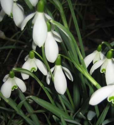 Bild green24 3 533.jpg