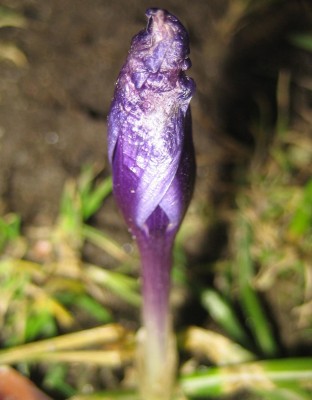 Bild green24 3 535.jpg