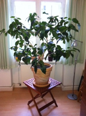 hibiskus.jpg