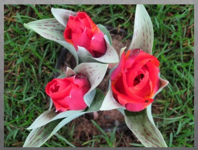 Tulpe.JPG
