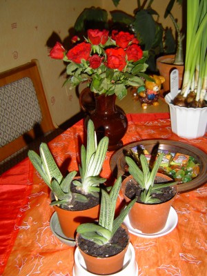 Gasteria Little Warty,27.02.12.jpg