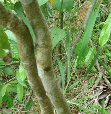 115. Baum, DSC01922.JPG