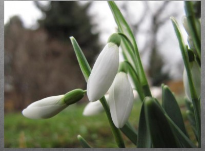 Schneeglöckchen.JPG