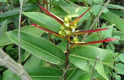 7. Heliconia, DSC01923.JPG