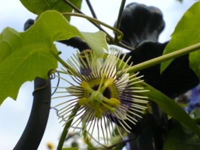 Crimson Tears und Co 006.jpg