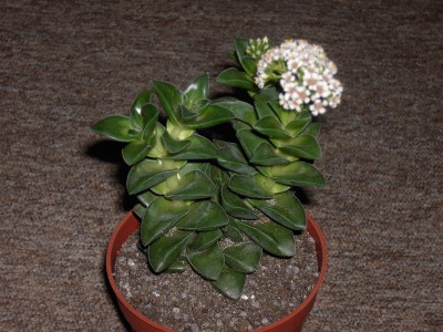 PICT2031.JPG