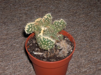 PICT2033.JPG