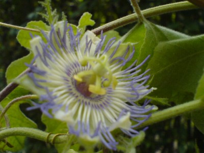 Crimson Tears und Co 017.jpg