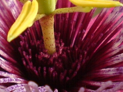 Crimson Tears und Co 015.jpg