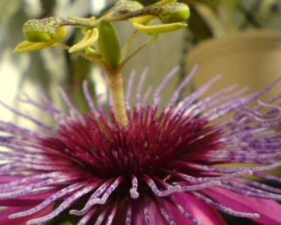 Crimson Tears und Co 005.jpg