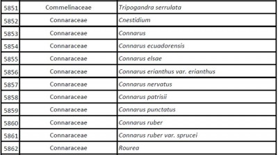 Connarus.jpg