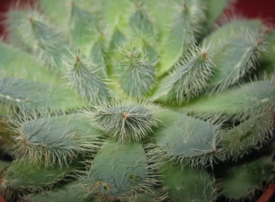 Bild green24 3 554.jpg