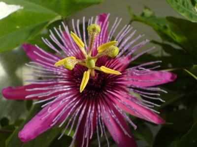 Crimson Tears und Co 010.jpg