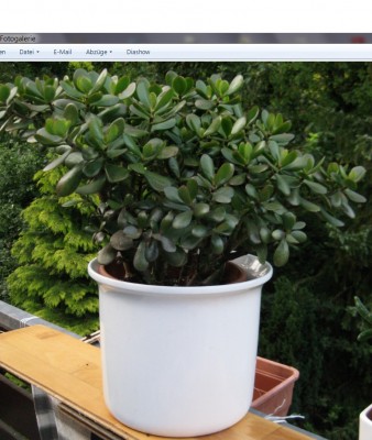 Crassula Geldbaum 1.jpg