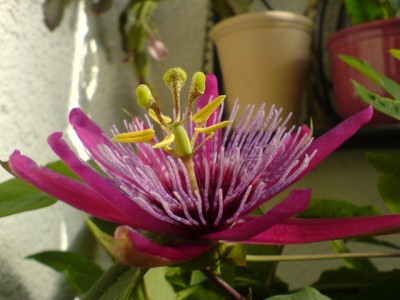 Crimson Tears und Co 003.jpg