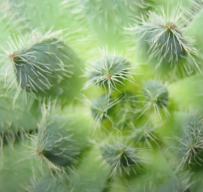 Bild green24 3 552.jpg