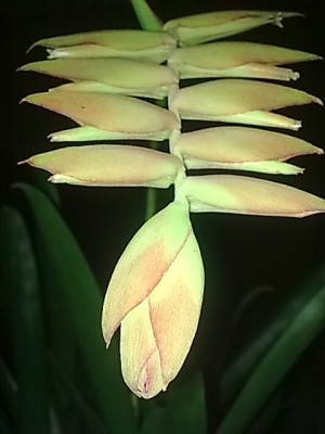 ..Tillandsia'.JPG