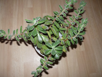 P1090321.JPG