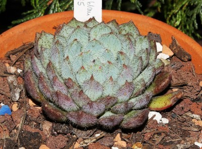 Echeveria setosa 2009-175 (2a).jpg