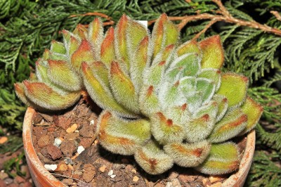 Echeveria ´Doris Taylor´ (4a).jpg