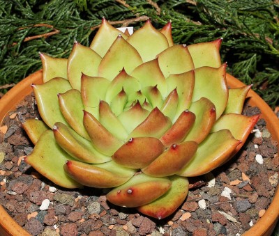 Echeveria ´Frank Reinelt´ (3a).jpg