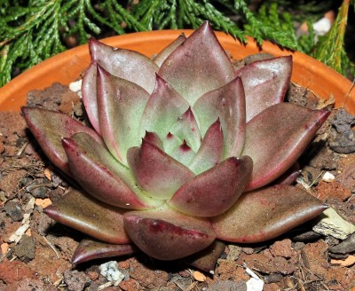 Echeveria agavoides ´Romeo´ (3a).jpg