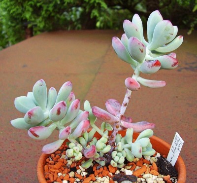 Sedum commixtum 2009-69 (2).jpg