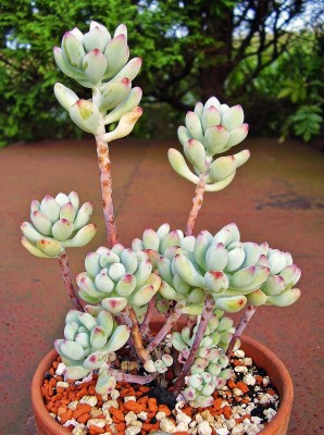 Sedum commixtum 2009-31 (1).jpg