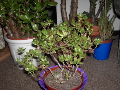 PICT2056.JPG