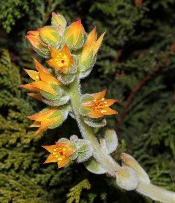 Echeveria pulvinata ´Frosty´ (1a).jpg