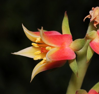 Echeveria nodulosa 2010-278 (1a).jpg