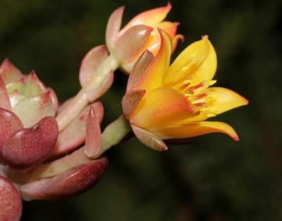 Echeveria 2009-153 (1a).jpg