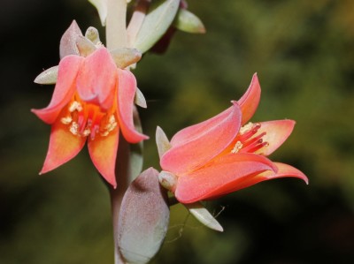 Echeveria ´Hanaikada´ (1a).jpg