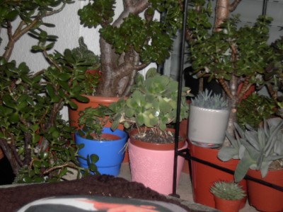 PICT2073.JPG