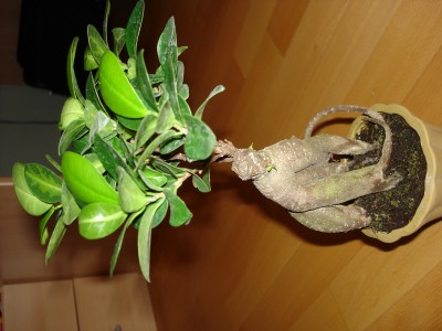 DSC01795.JPG