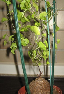 Bild green24 3 560.jpg