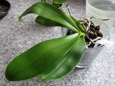 Phal IHsin Salmon Copper Star _0260.jpg