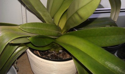 IMAG0176.jpg